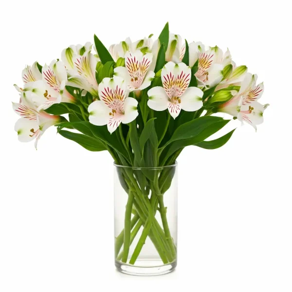 مزهرية ويسبر بيضاء