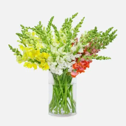 Anthrenium Vases