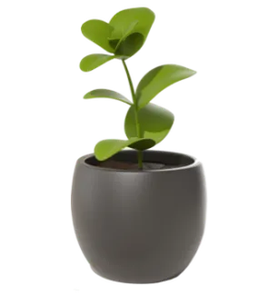 Plants